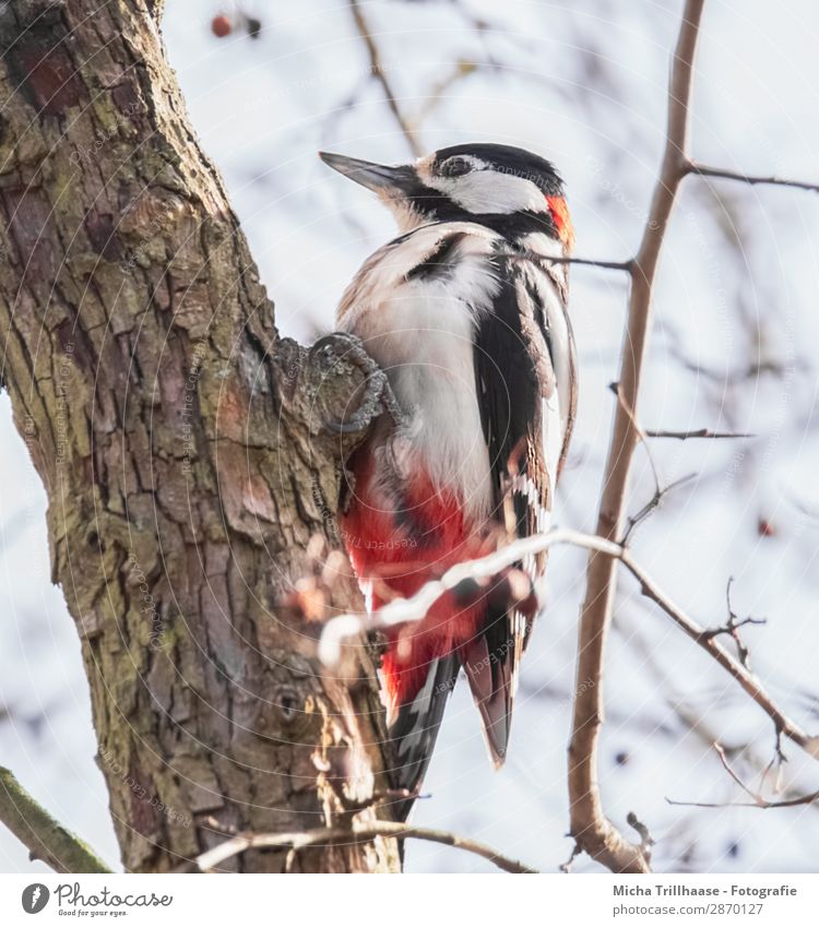 Great spotted woodpecker on tree trunk Nature Animal Sky Sunlight Beautiful weather Tree Twigs and branches Wild animal Bird Animal face Wing Claw