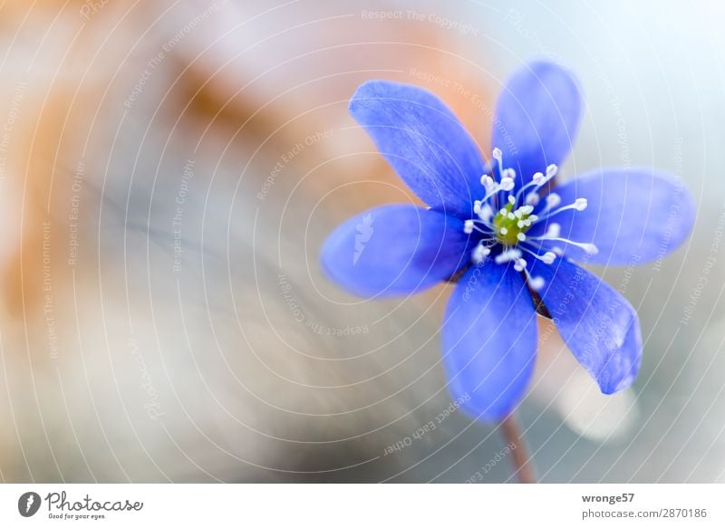 flower of a liverwort Nature Plant Spring Flower Blossom Hepatica nobilis Forest Near Blue Brown Gray Flowering plant Close-up Macro (Extreme close-up)