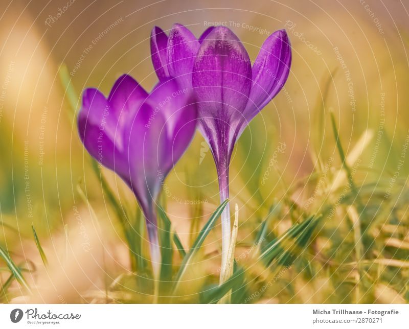 Crocuses on the spring meadow Nature Plant Sunlight Spring Beautiful weather Flower Leaf Blossom Spring flower heralds of spring Blossoming Glittering