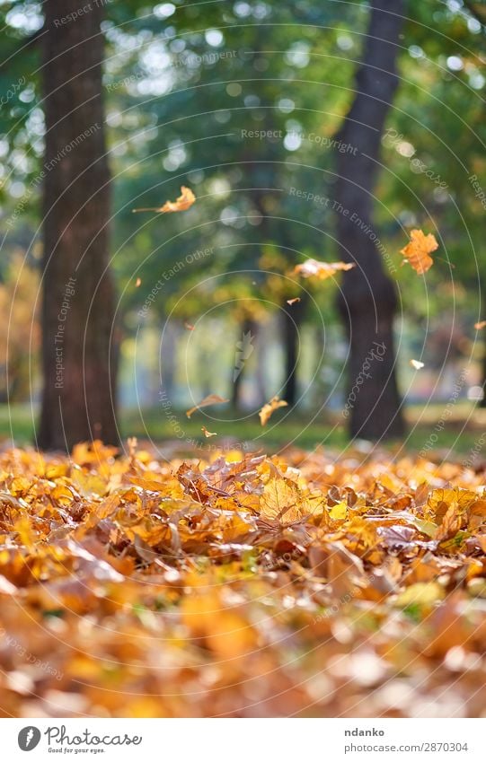 autumn city park with trees and dry yellow leaves Garden Environment Nature Landscape Plant Autumn Tree Leaf Park Forest To fall Bright Natural Gold Green Moody