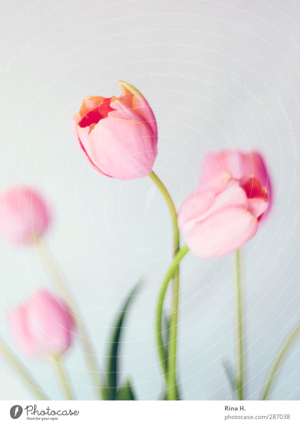 ensnaring Flower Tulip Rutting season Touch Blossoming Esthetic Elegant Love Colour photo Interior shot Deserted Copy Space top Shallow depth of field