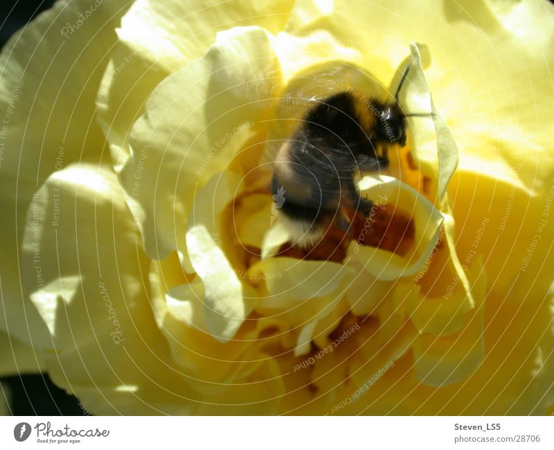 bumblebee Bumble bee Transport