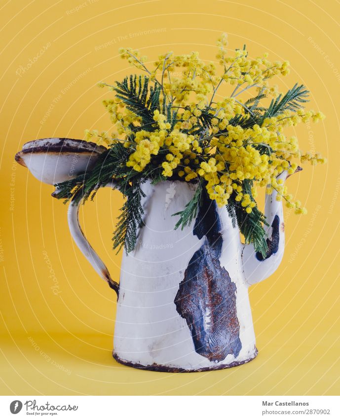 Old coffee pot as a vase with acacia flowers. Design Decoration Nature Plant Spring Tree Flower Leaf Blossom Foliage plant Wild plant Exotic Bouquet Ornament