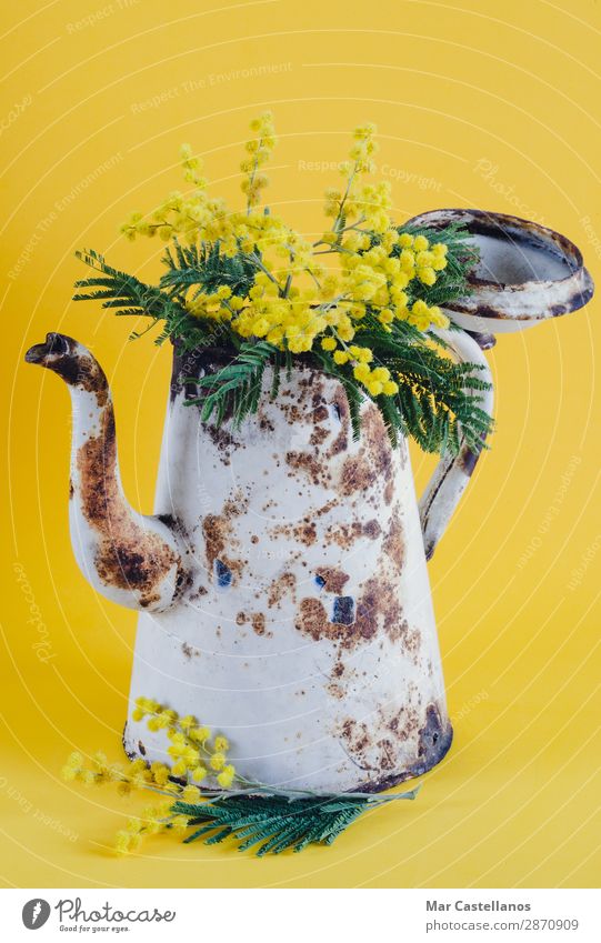 Old coffee pot as a vase with acacia flowers. Fragrance Garden Decoration Nature Plant Spring Tree Flower Leaf Blossom Foliage plant Wild plant Exotic Bouquet