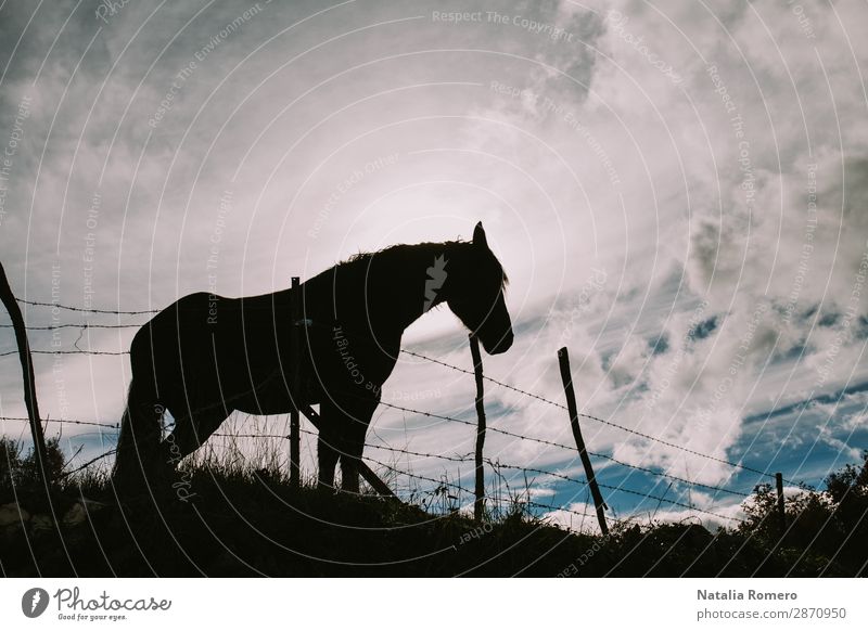Landscape of a horse against the light Beautiful Life Vacation & Travel Sun Mountain Scissors Human being Art Nature Animal Sky Clouds Horizon Tree Forest Hill
