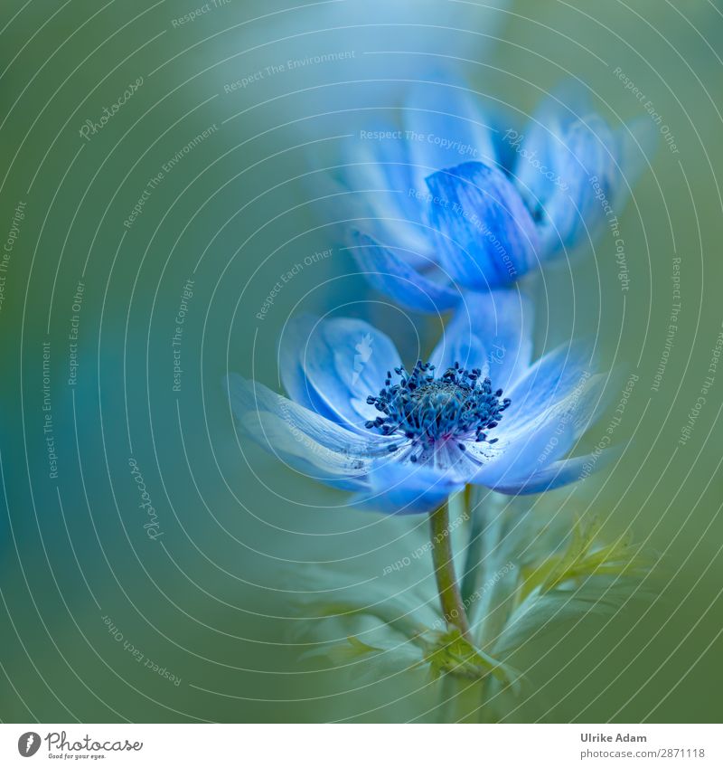 Blue Anemones - Flowers and Nature Elegant Design Wellness Harmonious Contentment Relaxation Calm Meditation Spa Decoration Wallpaper Image