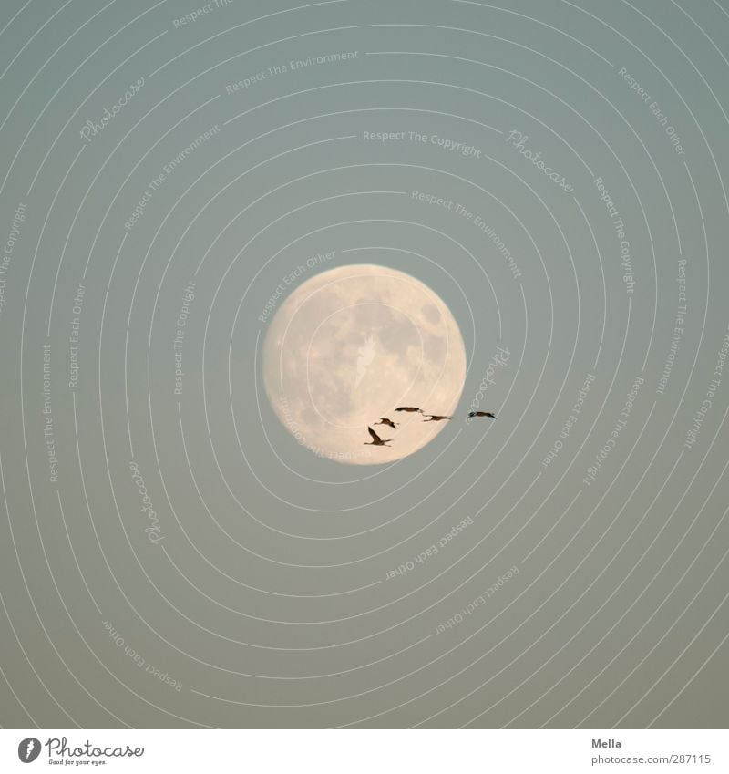 Moonlight Flying Part III Environment Nature Animal Air Sky Cloudless sky Full  moon Bird Crane Group of animals Flock Illuminate Free Together Large Small
