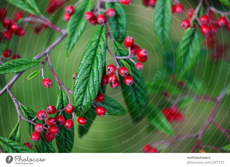 berries Environment Nature Plant Autumn Beautiful weather Tree Bushes Leaf Foliage plant Agricultural crop Berries Fruit Twig Branch Garden Park Glittering Hang
