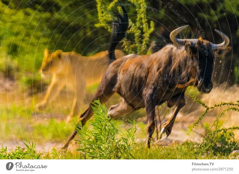 Lions hunt wildebeests Animal Wild animal Gnu 2 Catch Hunting Fight Aggression Speed Fear Horror Adventure Africa Etosha pan Namibia travel Colour photo