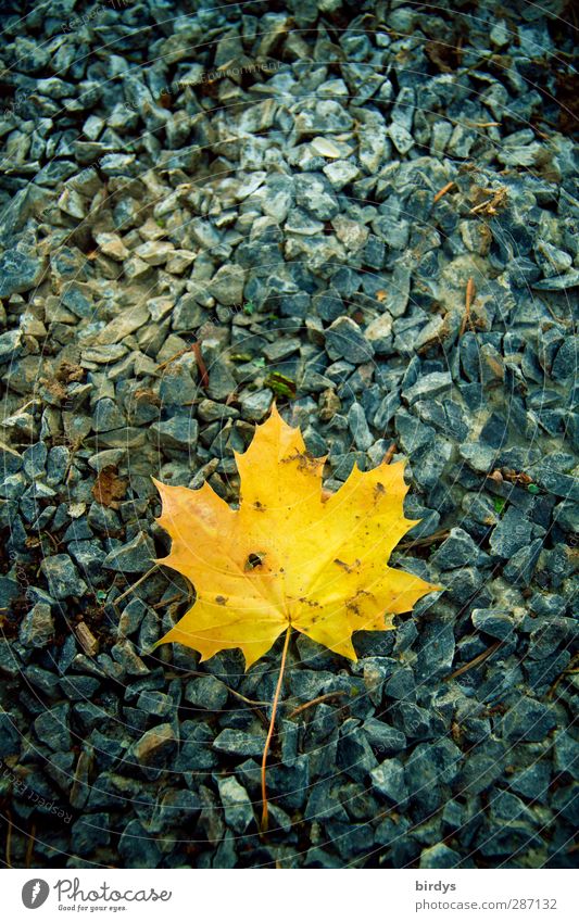 Canadian autumn Autumn Leaf Stone Illuminate Lie Esthetic Positive Blue Yellow Nature Change 1 Gravel Maple leaf Autumnal colours Colour photo Exterior shot