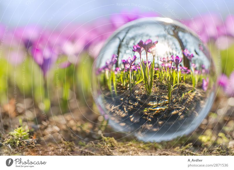 Crocuses in the glass ball Plant Sun Spring Beautiful weather Leaf Blossom Wild plant Garden Park Glass Illuminate Exceptional Blue Brown Green Violet Pink