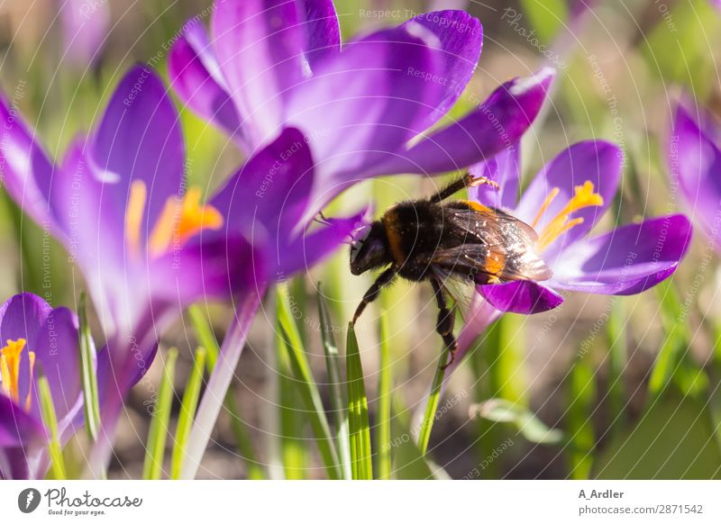 Crocuses with bumblebee in spring Nature Plant Spring Beautiful weather Flower Grass Wild plant Garden Park Field Animal Bumble bee Bee 1 Touch Blossoming