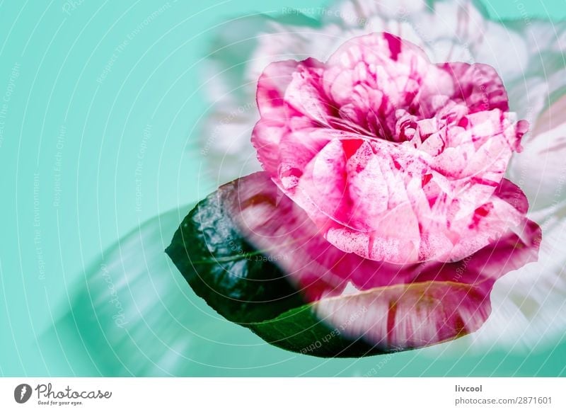 pink rose on green background Beautiful Relaxation Nature Spring Flower Blossom Garden Cool (slang) Cute Green Pink Red Comfortable Colour red flower defocused