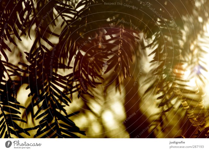 Sundays Environment Nature Plant Sunlight Coniferous trees Fir tree Fir needle Growth Natural Point Wild Moody Forest Colour photo Exterior shot Day Light