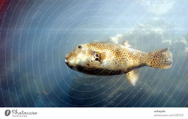 fish-eilat Aquarium Globefish Fish mackerelled Red Sea deepsea