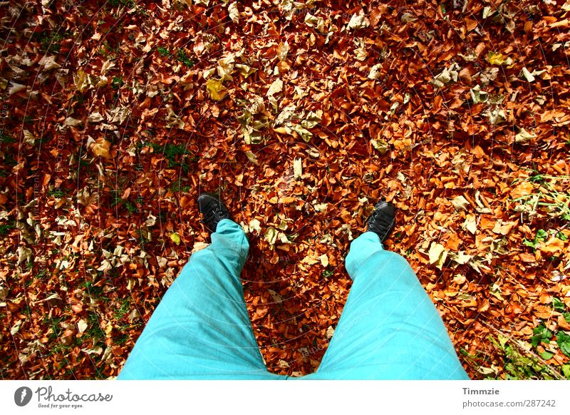 autumn Hiking Legs Feet 1 Human being Environment Nature Earth Autumn Leaf Park Forest Pants Stand Esthetic Turquoise Happy Contentment Calm Colour photo