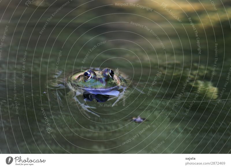 Frog in the pond Swimming & Bathing Environment Nature Animal Water Plant Foliage plant Pond Wild animal Animal face Amphibian 1 Observe Relaxation Looking