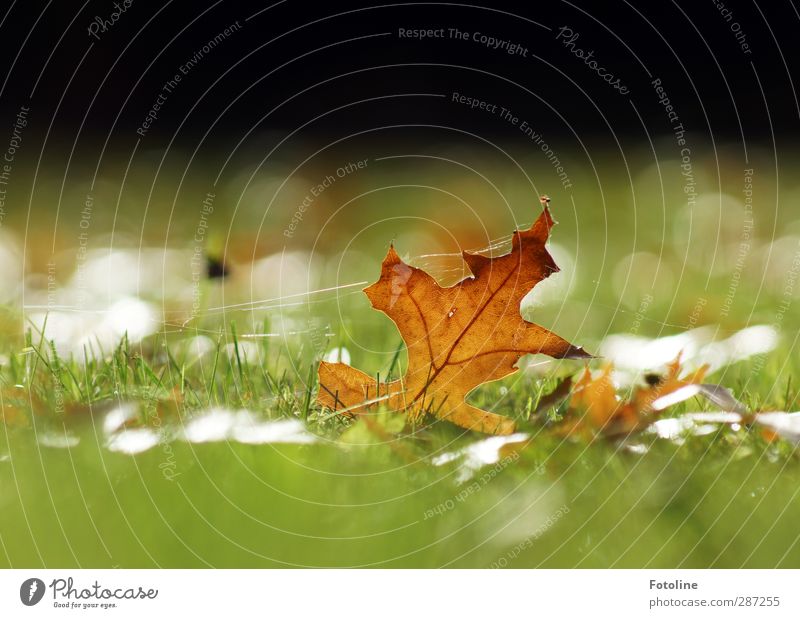 Autumn under control Environment Nature Plant Grass Leaf Garden Park Meadow Bright Near Natural Brown Green Autumnal Autumn leaves Spider's web Colour photo