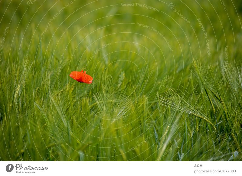 single red poppy in the middle of a juicy green wheat field Summer Environment Nature Plant Beautiful weather Agricultural crop Wild plant Field Growth Natural