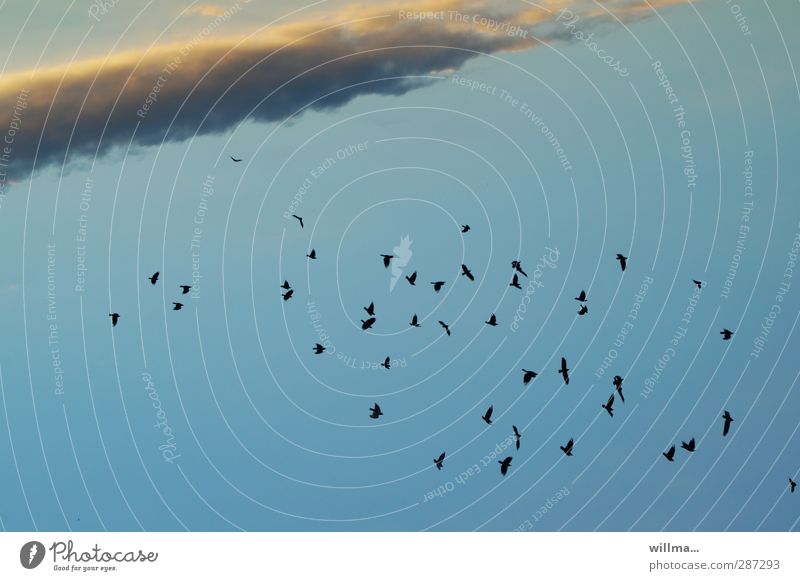 A flock of crows in the sky Sky Bird Crow Flock Blue Clouds Band of cloud Cloud formation