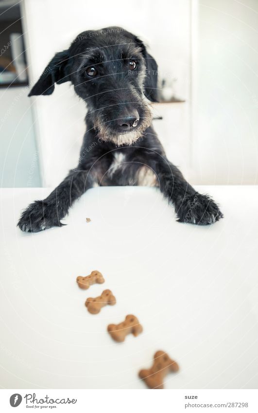 Happy Birthday Photocase wishes Rolf Minkowsky ... Joy Table Animal Pelt Pet Dog Animal face Paw 1 Exceptional Funny Cute Black White Appetite Idea Creativity