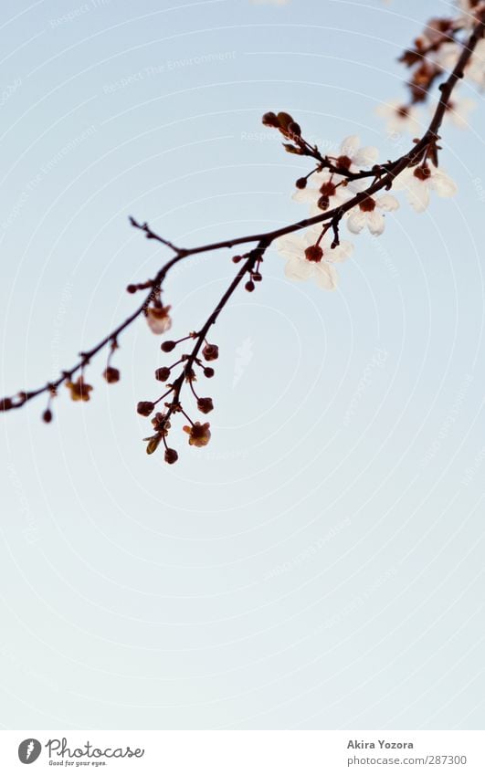 Rising tendency Environment Nature Plant Sky Cloudless sky Spring Tree Blossom Cherry blossom Cherry tree Branch Blossoming Growth Esthetic Fragrance Blue Brown