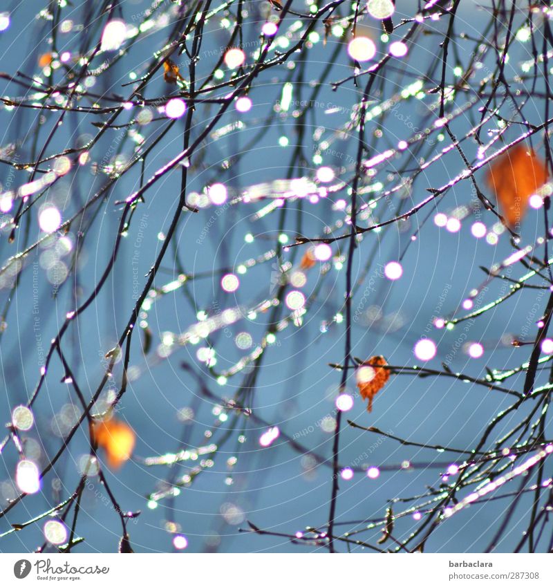 Happy birthday, Photocase... Drops of water Sky Sun Autumn Tree Bushes Leaf Branch Twig Line Glittering Illuminate Fresh Bright Many Blue Orange White Moody
