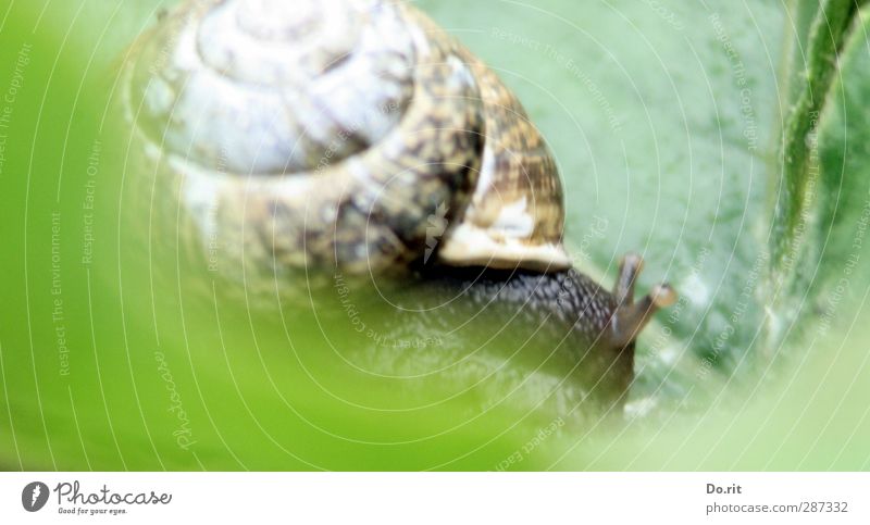 Happy birthday photocase | Snail pace Animal Wild animal Vineyard snail 1 Strong Soft Brown Green Diligent Disciplined Slowly Slimy Creep Colour photo