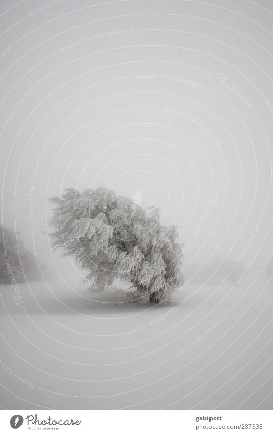 Winter // Happy Birthday photocase! Nature Landscape Weather Bad weather Fog Ice Frost Snow Snowfall Tree Field Cold White Calm Loneliness Idyll Sustainability