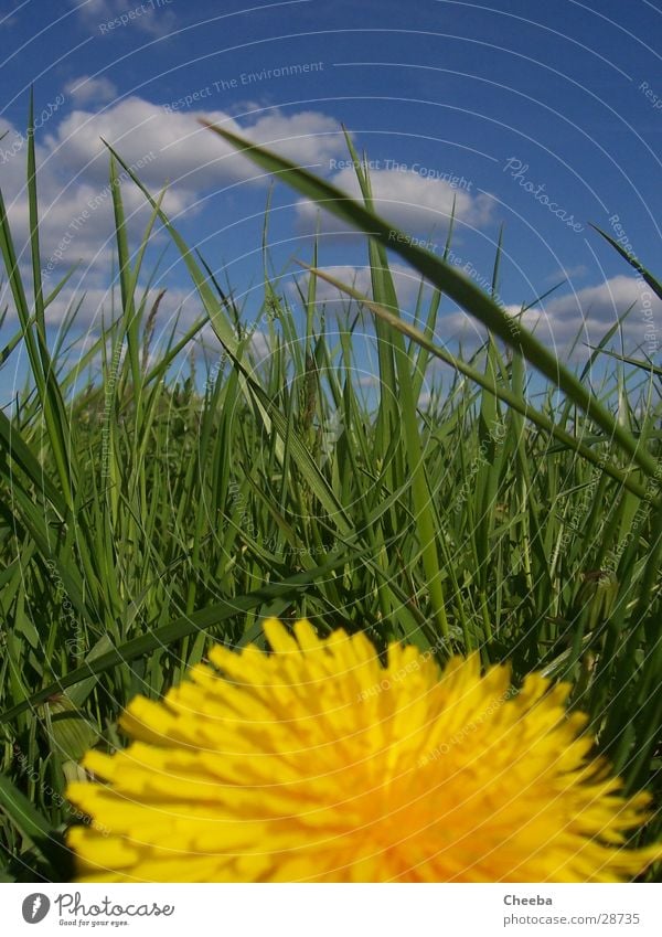 Find the grasshopper! Flower Meadow Grass Spring Green Yellow Clouds lion's number Sky Blue Nature