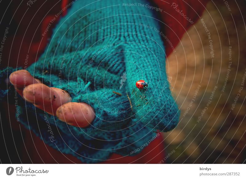 Dirty child's hand in a blue fabric glove without fingers with a ladybug on it Children`s hand Hand frowzy Ladybird Gloves Fingers Infancy child poverty Poverty