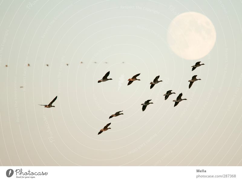 Happy birthday, Photocase! Environment Nature Animal Air Moon Full  moon Wild animal Bird Goose Wild goose Flock Flying Illuminate Free Together Natural Blue