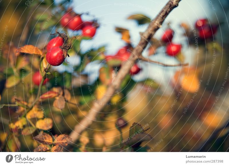 Happy Birthday Photocase! | seasonal Environment Nature Autumn Plant Bushes Rose hip Healthy Beautiful Natural Dry Warmth Wild Red Fruit Splendid Bright Colours