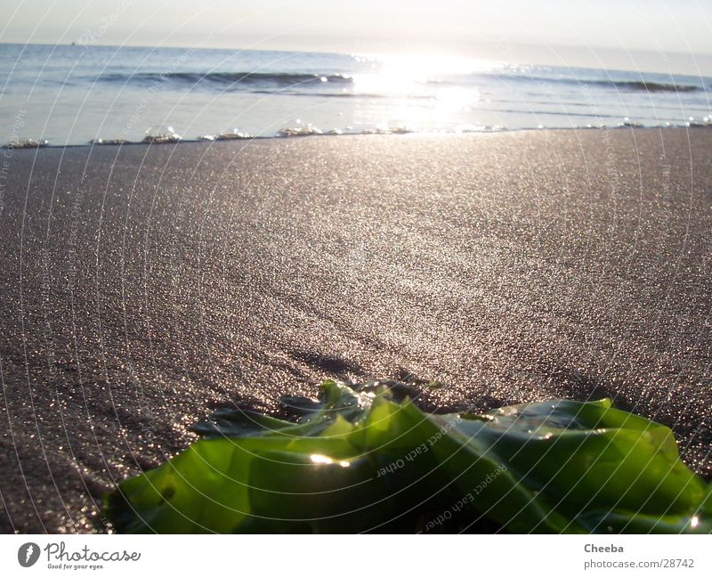 Rockanje Beach Ocean Algae Low tide Netherlands Sand Sun