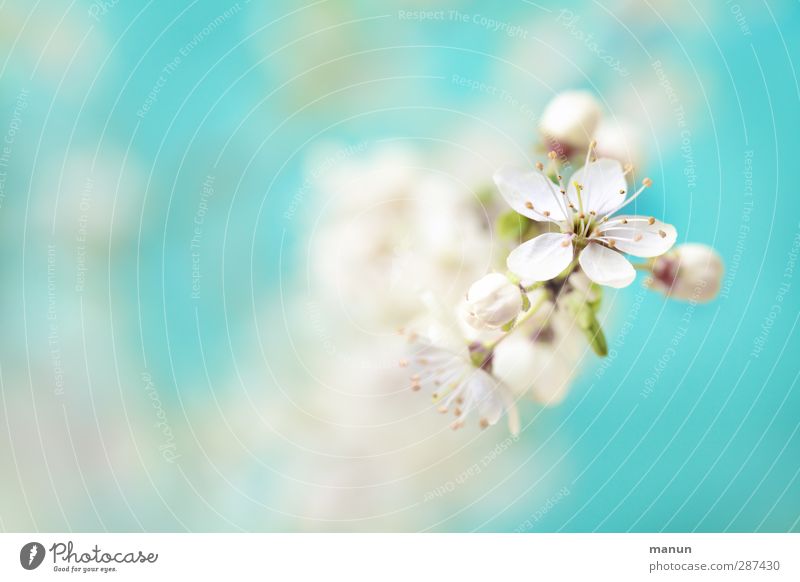 blue-blooded Nature Spring Plant Tree Blossom Cherry blossom Blossoming Fantastic Happiness Fresh Bright Natural Positive Beautiful Blue White Spring fever