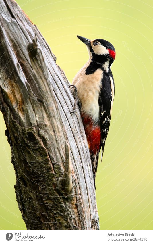 Wonderful bird on wood Bird Woodpecker Tree wildlife Beak Animal Wild Nature fauna Summer Feather Wing Quill Story avian picus Freedom Sit Floral Speed Botany