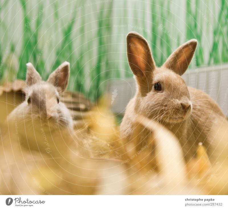 Mr and Mrs Hasi Animal Pet Pelt Hare & Rabbit & Bunny 2 Pair of animals To feed Listening Looking Friendliness Together Cuddly Curiosity Cute Spring fever