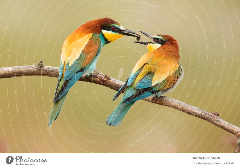 Wonderful bright birds with dragonfly on twig Dragonfly Bird bee eater Twig Bright Multicoloured Hunting catching Branch wildlife Beak Animal Wild Nature fauna