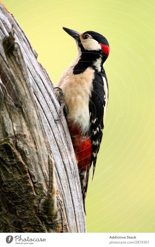 Wonderful bird on wood Bird Woodpecker Tree wildlife Beak Animal Wild Nature fauna Summer Feather Wing Quill Story avian picus Freedom Sit Floral Speed Botany