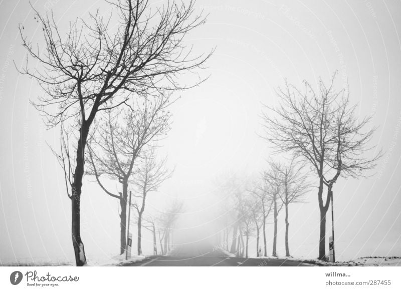 Bare trees on a road, fog drive into the unknown Street Fog Winter Snow Tree Country road Avenue Cold Gloomy Bleak Ambiguous poor visibility Black ice winter
