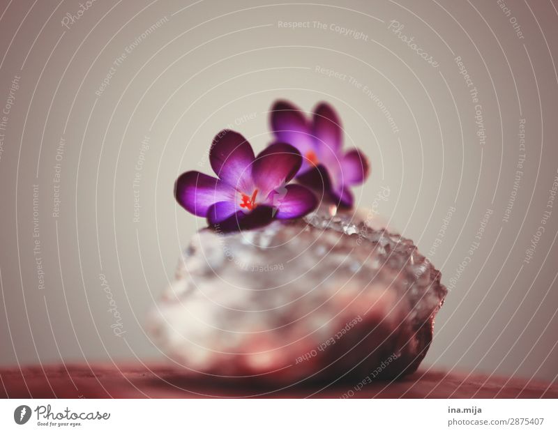 Breaking the ice Environment Nature Spring Winter Ice Frost Plant Flower Blossom Crocus Stone Elegant Beautiful Beginning Esthetic Fragrance Colour Freedom Hope