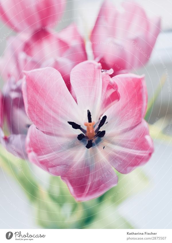 Tulip greeting for the weekend Nature Plant Flower Leaf Blossom Bouquet Blossoming Illuminate Beautiful Green Pink White Pistil Bud Blossom leave Picturesque