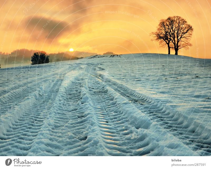 Tracks in the snow Landscape Plant Sunrise Sunset Winter Snow Tree Field Emotions Moody Happy Hope Snowfall Tractor track Colour photo Exterior shot Evening