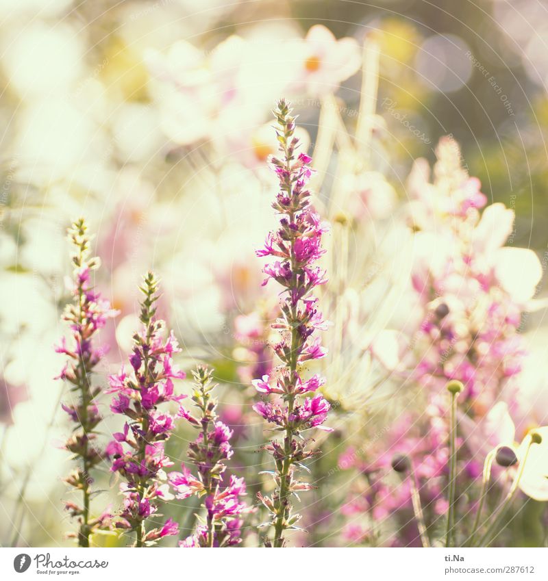 finally of age - that has hand and foot Environment Nature Plant Animal Summer Bushes Blossoming Fragrance Growth Exterior shot Deserted Shallow depth of field