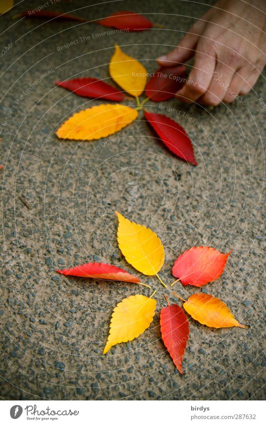 do beautiful things Hand Artist Work of art Street art Autumn Leaf Blossoming Illuminate Esthetic Friendliness Happiness Beautiful Natural Positive Warmth