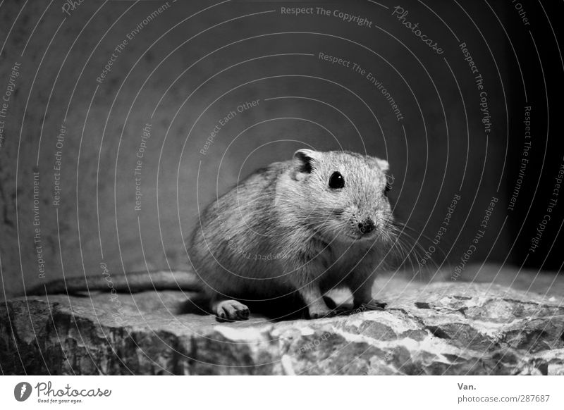 It wasn't me. Nature Animal Rock Wild animal Rodent Mouse 1 Stone Small Cute Black & white photo Interior shot Copy Space top Day Artificial light