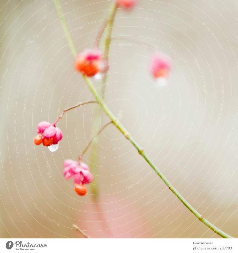 trickle Nature Winter Plant Bushes Blossom Beautiful Orange Pink Blossoming Drops of water Common spindle Colour photo Exterior shot Copy Space right