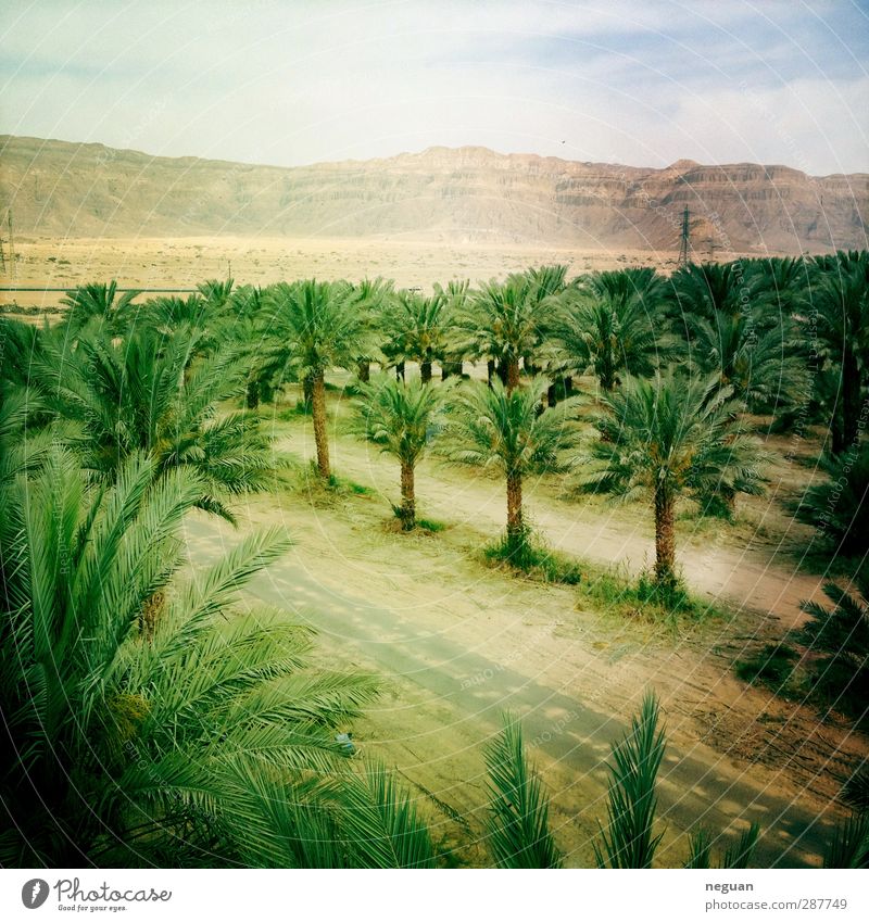 living in the negev #6 Exotic Vacation & Travel Tourism Trip Adventure Freedom Workplace Environment Nature Landscape Earth Sand Sky Sun Summer Plant Tree Green