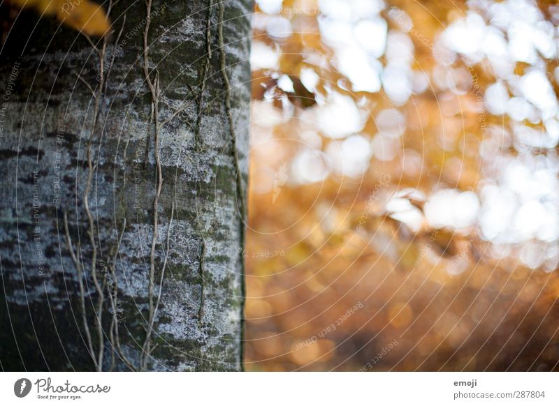 Right Environment Nature Plant Autumn Tree Forest Natural Yellow Tree trunk Colour photo Exterior shot Deserted Copy Space right Day Shallow depth of field