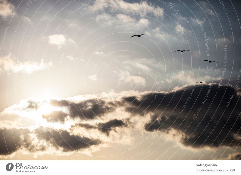 Feel Free Nature Animal Sky Clouds Summer Climate Weather Beautiful weather Wind Seagull 4 Flock Sympathy Together Connectedness Attachment Related Relaxation